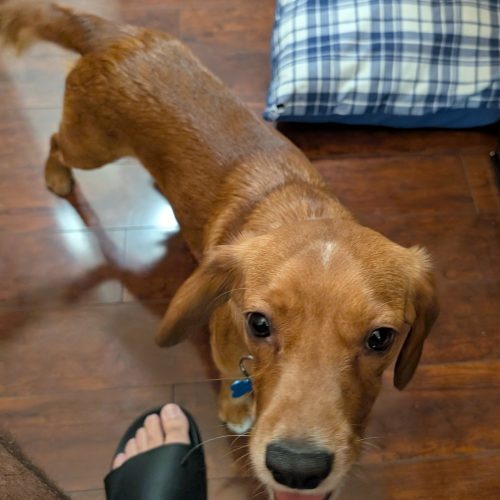 Cooper