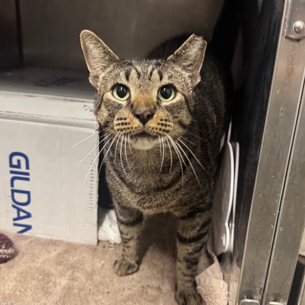 Strike (Holland Cat Cove)