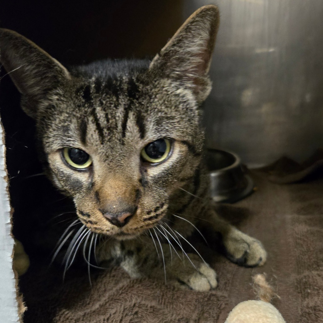 Strike (Holland Cat Cove)