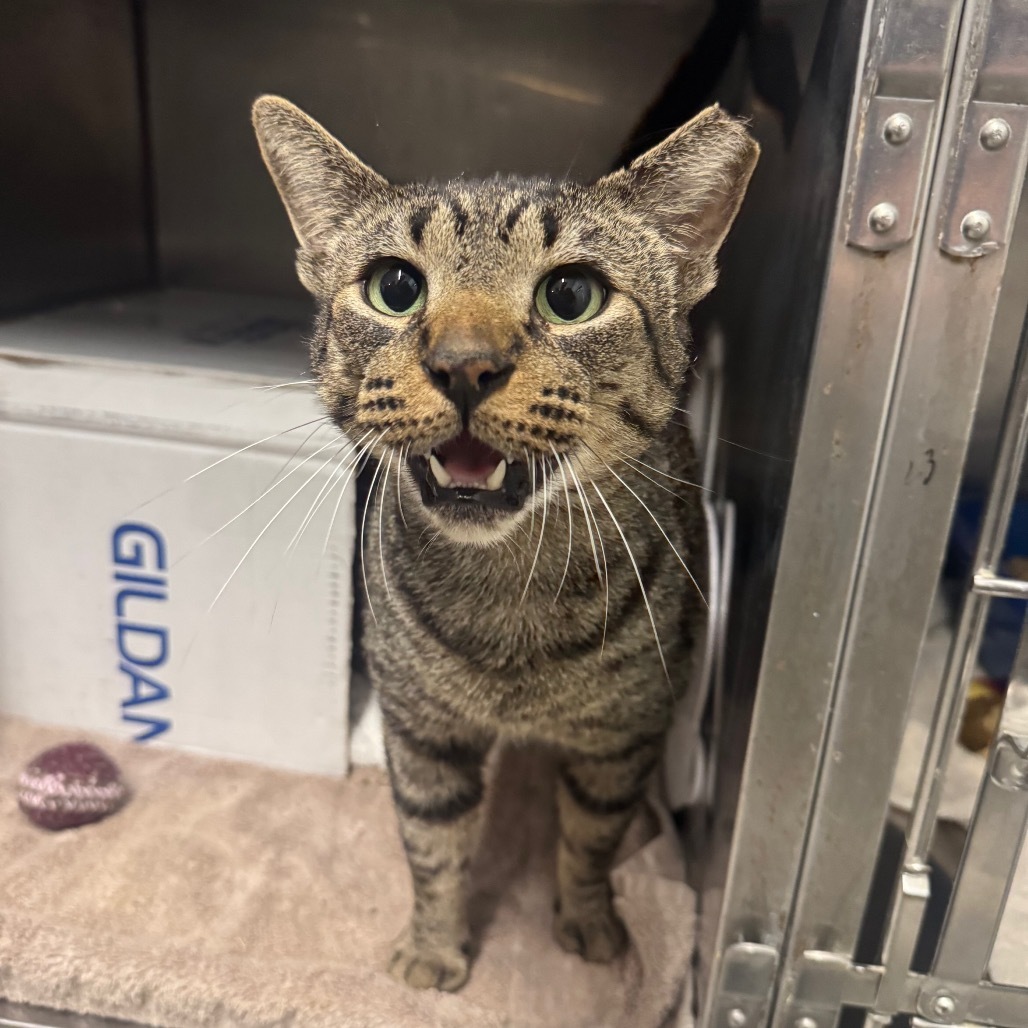 Strike (Holland Cat Cove)