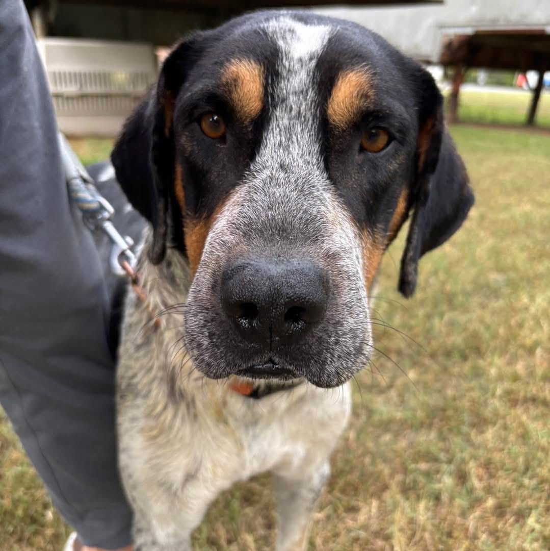 Arlington - At shelter available 9/9
