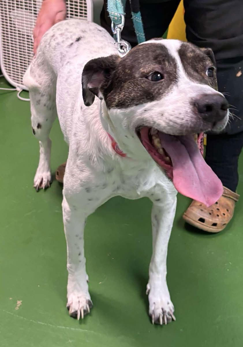 Sophie - At shelter