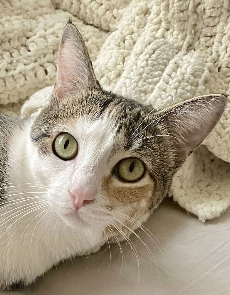 Butterscotch