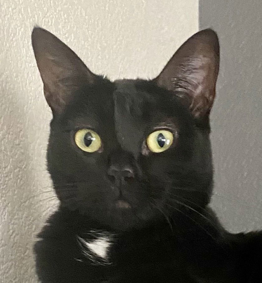 Dottie