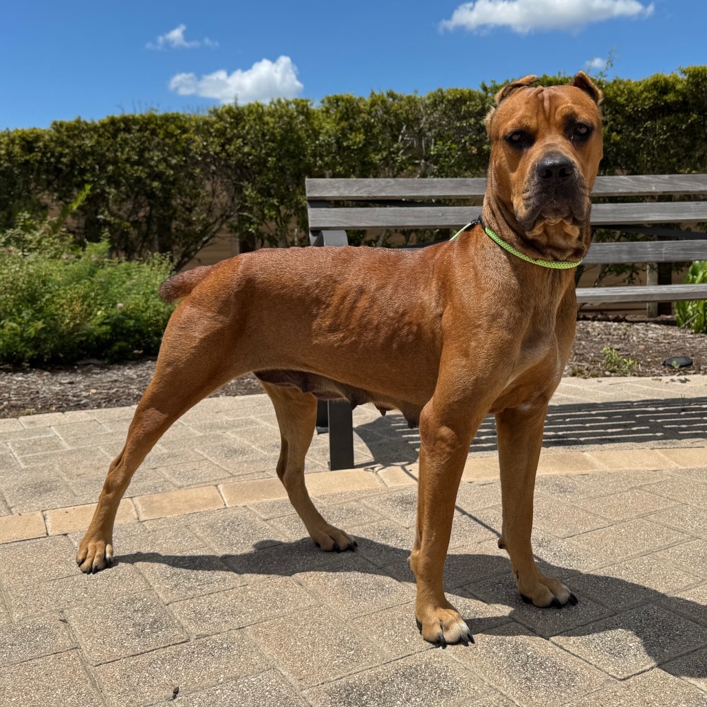 Zira