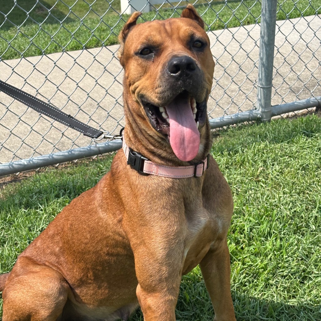 Zira