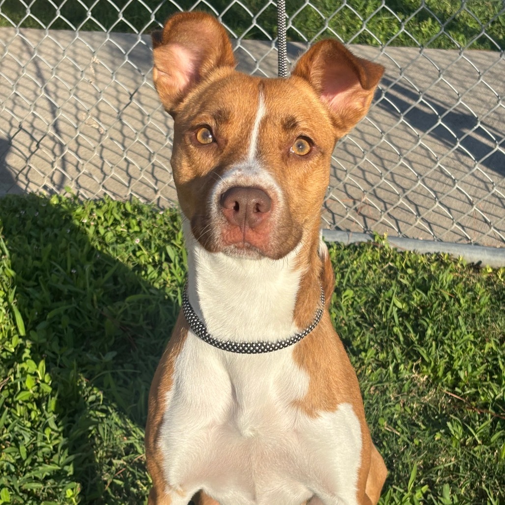 Sadie Girl