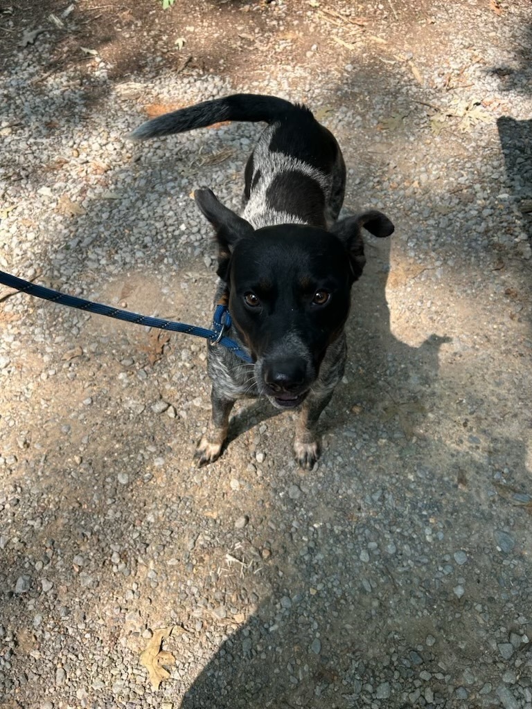 Ridge- Adoptable Awaiting S/N, an adoptable Affenpinscher in Chickamauga , GA, 30707 | Photo Image 1