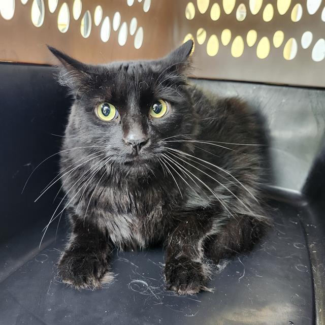 BEANS, an adoptable Cymric in San Antonio, TX, 78227 | Photo Image 1