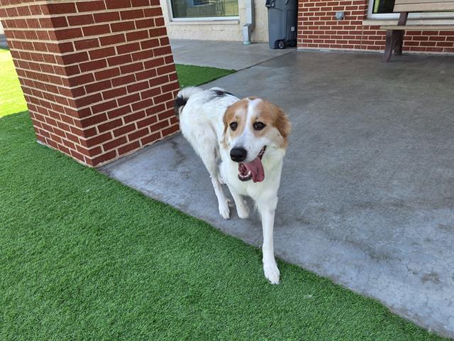 DOG WITH A BLOG