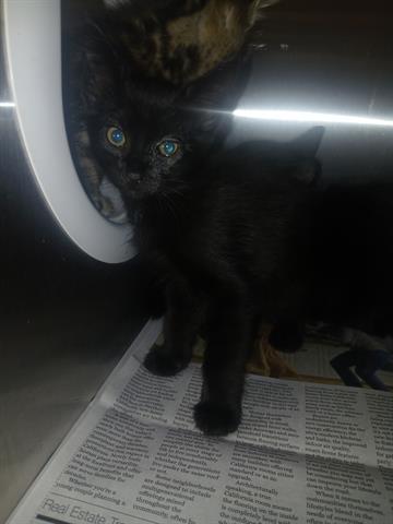 TABITHA