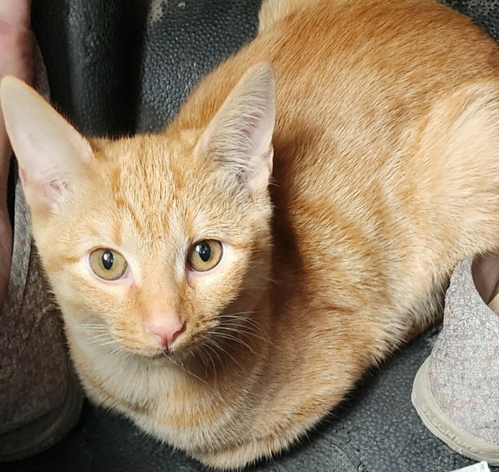 Garfield