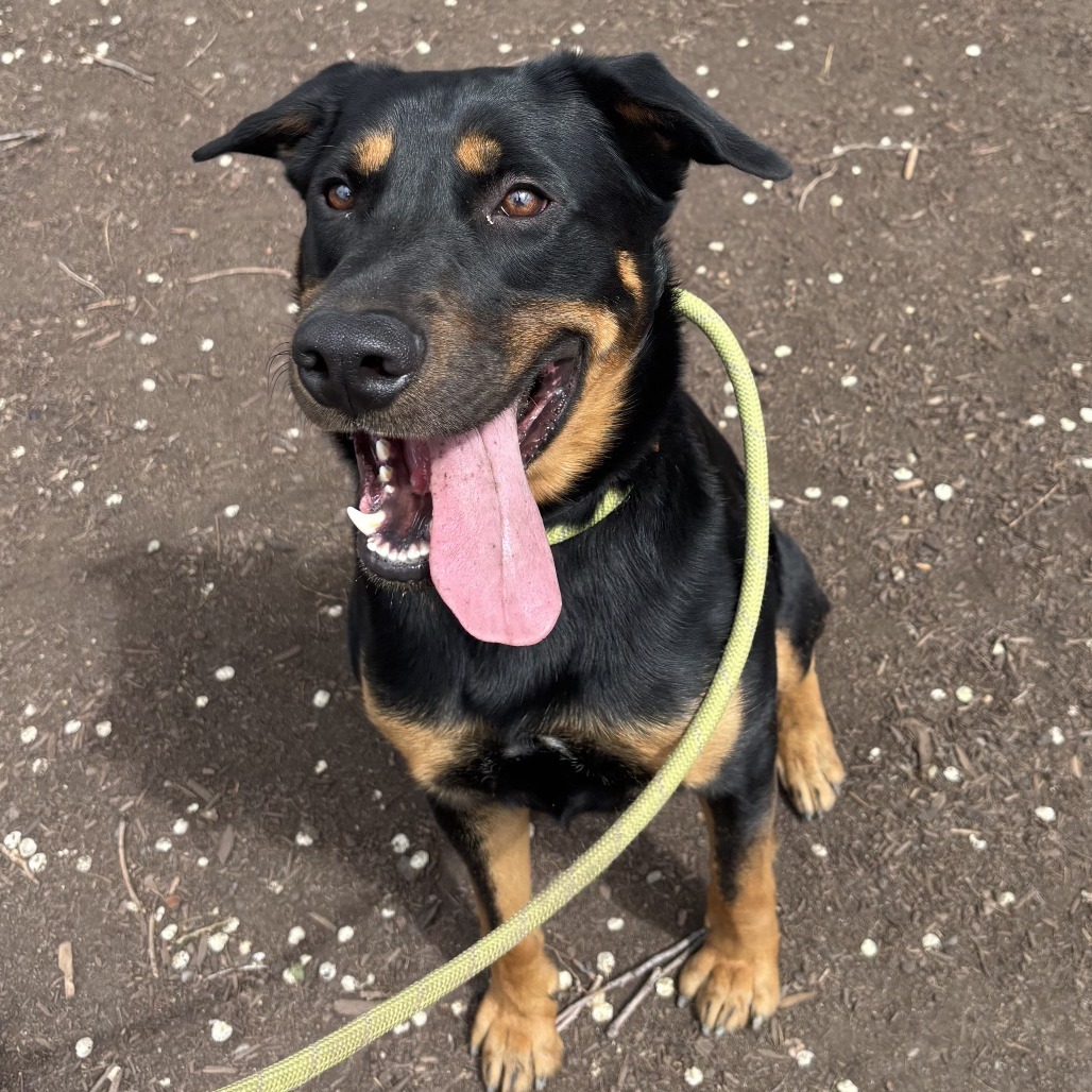 Beetle, an adoptable Shepherd, Doberman Pinscher in Spokane, WA, 99202 | Photo Image 2