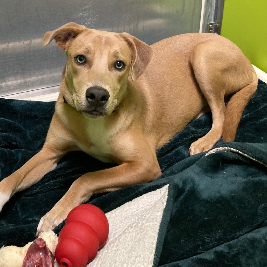Rusty, an adoptable Australian Cattle Dog / Blue Heeler, Mixed Breed in Spokane, WA, 99202 | Photo Image 1