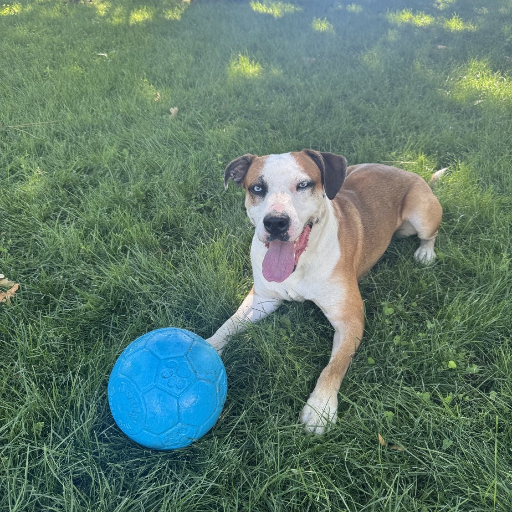 Duke, an adoptable Boxer, Mixed Breed in Spokane, WA, 99202 | Photo Image 3