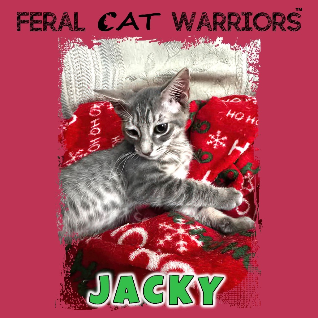 Jacky, an adoptable Domestic Short Hair in Kingman, AZ, 86401 | Photo Image 1