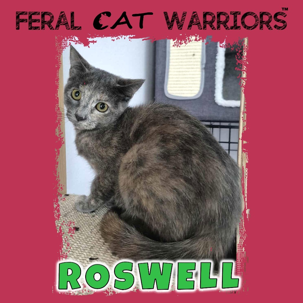 Roswell, an adoptable Domestic Short Hair in Kingman, AZ, 86401 | Photo Image 1