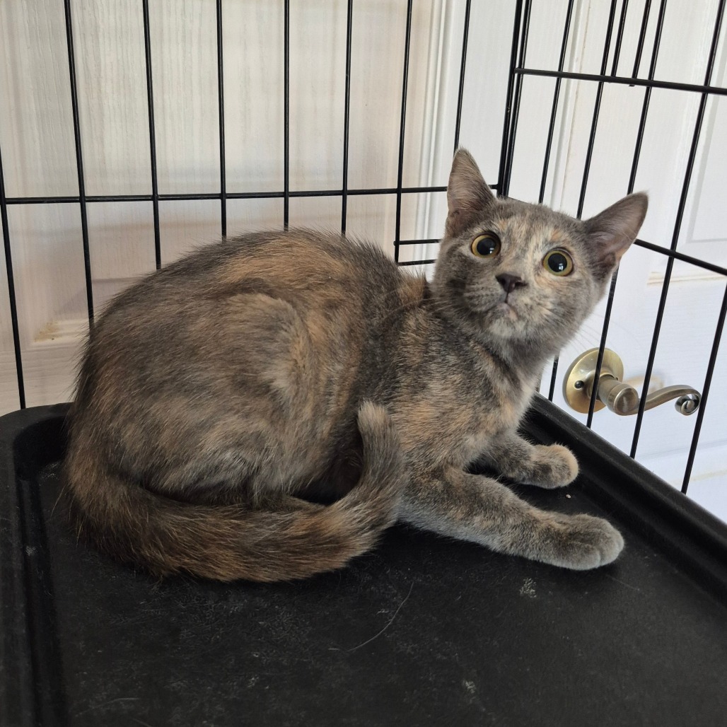 Roswell, an adoptable Domestic Short Hair in Kingman, AZ, 86401 | Photo Image 2