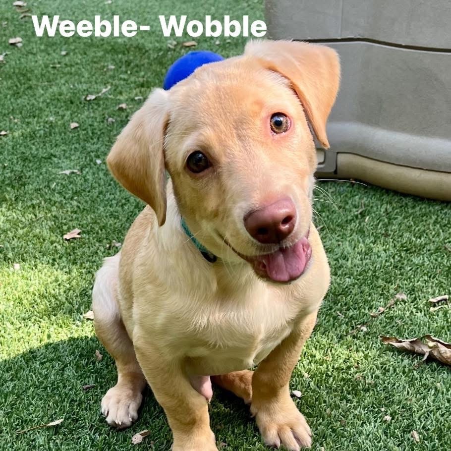 Weeble Wobble