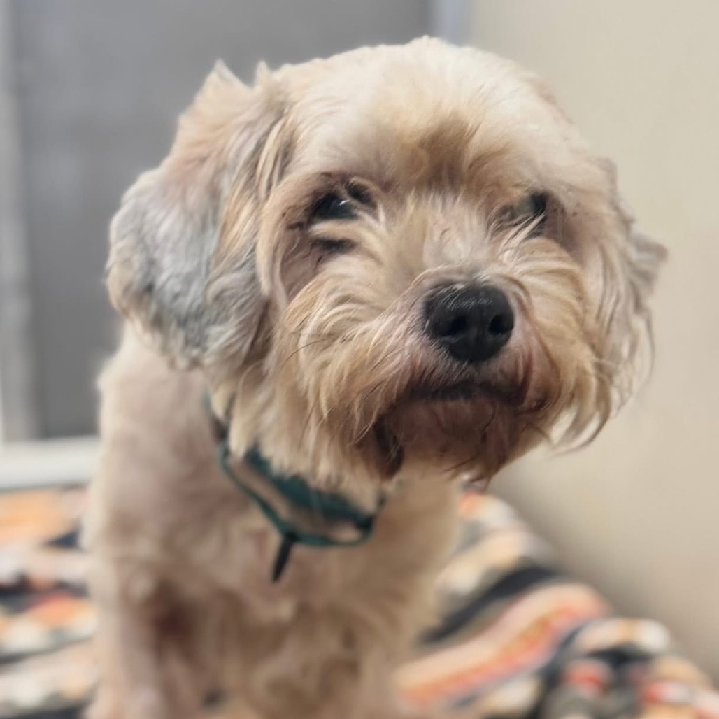 Mike W, an adoptable Cockapoo in Pekin, IL, 61554 | Photo Image 1