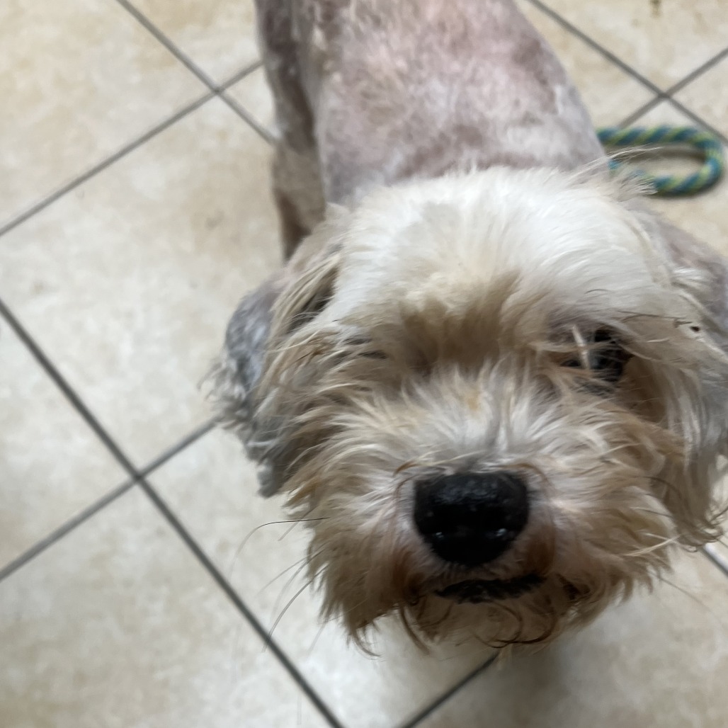 Mike W, an adoptable Cockapoo in Pekin, IL, 61554 | Photo Image 2