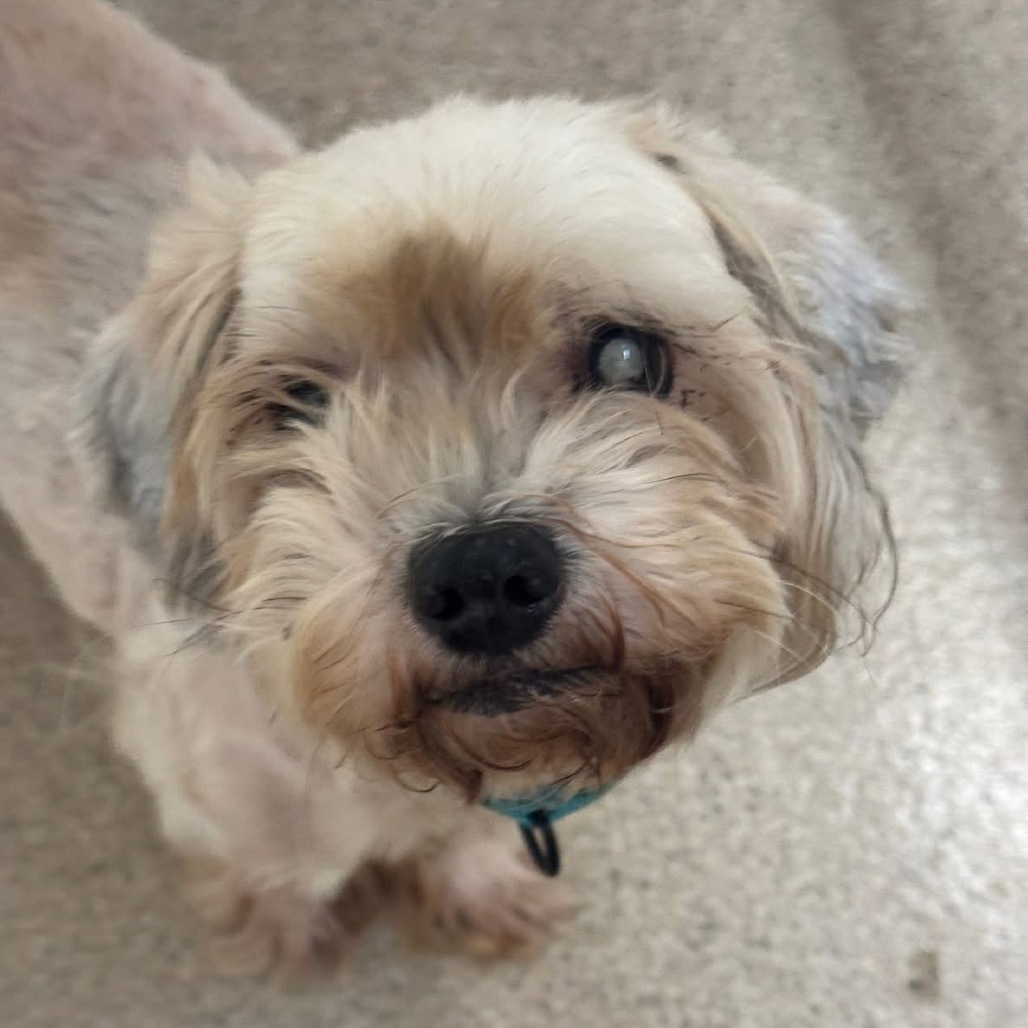 Mike W, an adoptable Cockapoo in Pekin, IL, 61554 | Photo Image 3