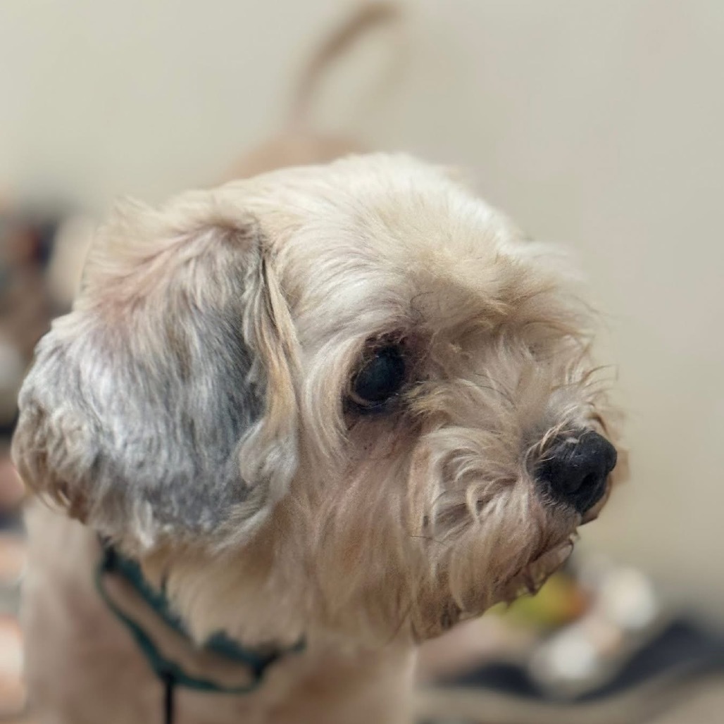 Mike W, an adoptable Cockapoo in Pekin, IL, 61554 | Photo Image 4