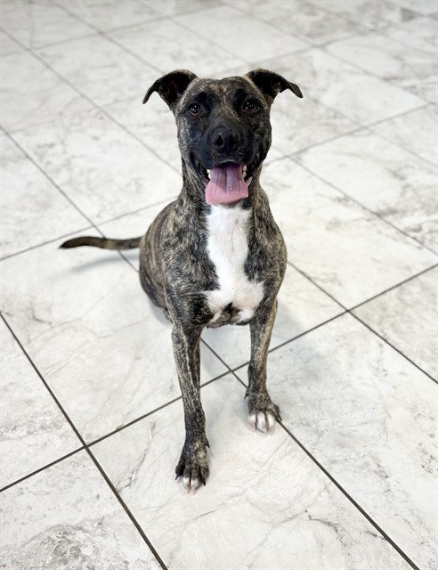 PEPPER