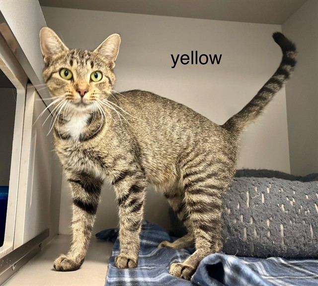 YELLOW