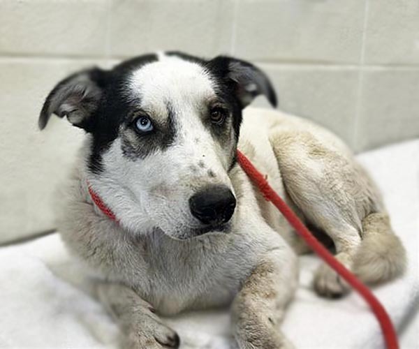 WARRIOR, an adoptable Siberian Husky, Akbash in Tucson, AZ, 85745 | Photo Image 1