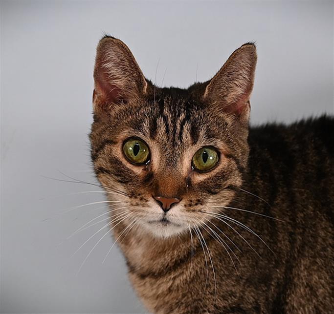 EMMY, an adoptable Domestic Short Hair in Loveland, CO, 80538 | Photo Image 1