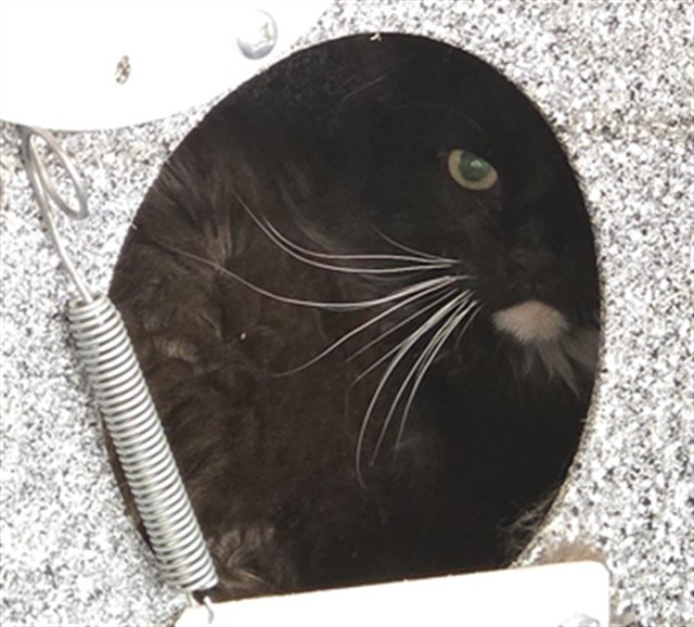 POP, an adoptable Domestic Long Hair in Casper, WY, 82601 | Photo Image 1