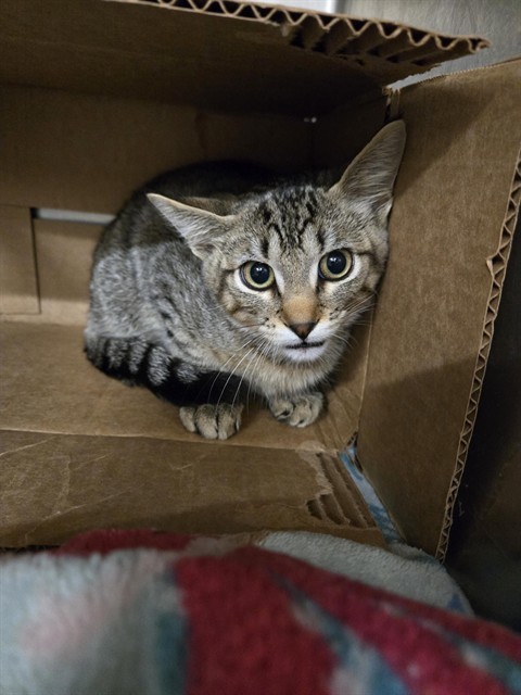FOREST, an adoptable Domestic Short Hair in Casper, WY, 82601 | Photo Image 1