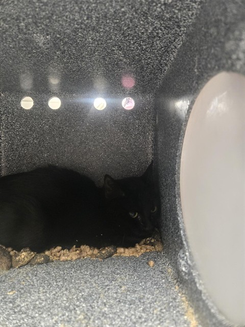 MORTICIA, an adoptable Domestic Short Hair in Casper, WY, 82601 | Photo Image 1