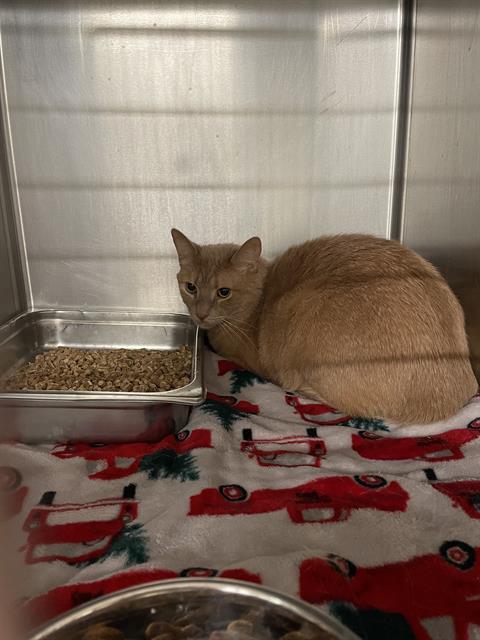 BARFINNIOUS, an adoptable Domestic Short Hair in Casper, WY, 82601 | Photo Image 1
