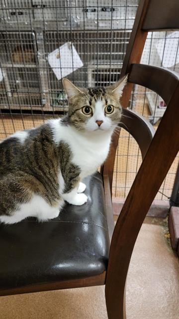 STRIDER, an adoptable Domestic Short Hair in Casper, WY, 82601 | Photo Image 1