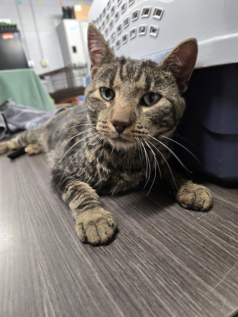 PRINCE, an adoptable Domestic Short Hair in Casper, WY, 82601 | Photo Image 1