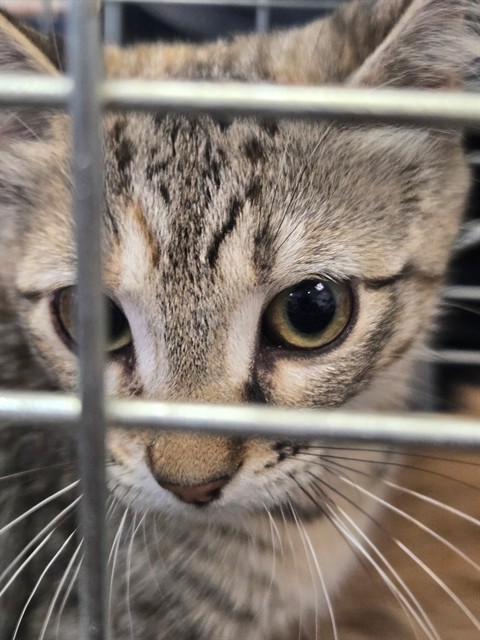 VIPER, an adoptable Domestic Short Hair in Casper, WY, 82601 | Photo Image 1