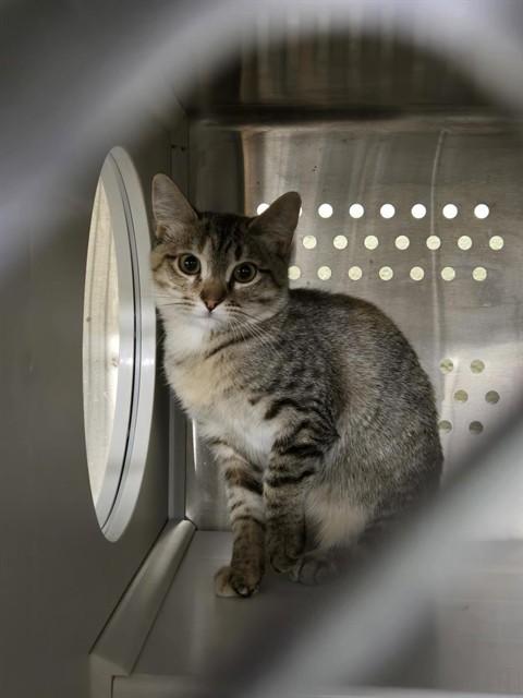 VIPER, an adoptable Domestic Short Hair in Casper, WY, 82601 | Photo Image 1