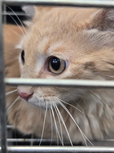 HISS, an adoptable Domestic Short Hair in Casper, WY, 82601 | Photo Image 1