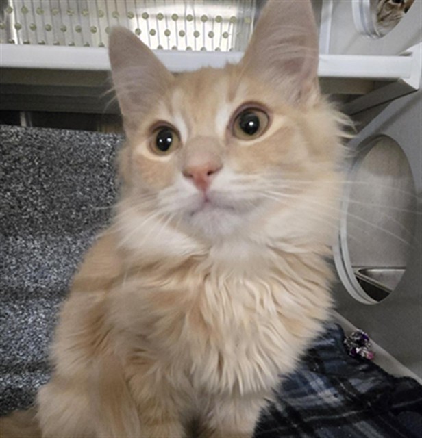 HISS, an adoptable Domestic Short Hair in Casper, WY, 82601 | Photo Image 1