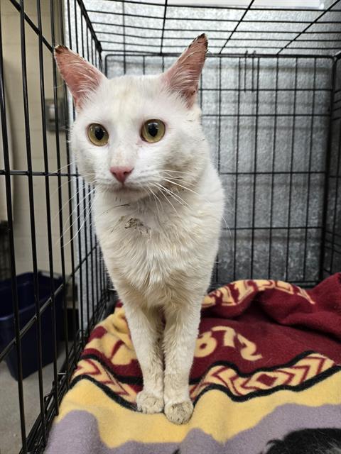 FALKOR, an adoptable Domestic Short Hair in Casper, WY, 82601 | Photo Image 1