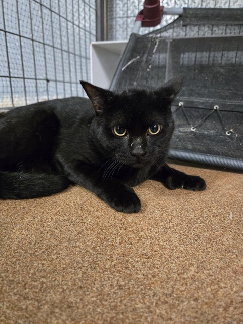 THUMBS, an adoptable Domestic Short Hair in Casper, WY, 82601 | Photo Image 1