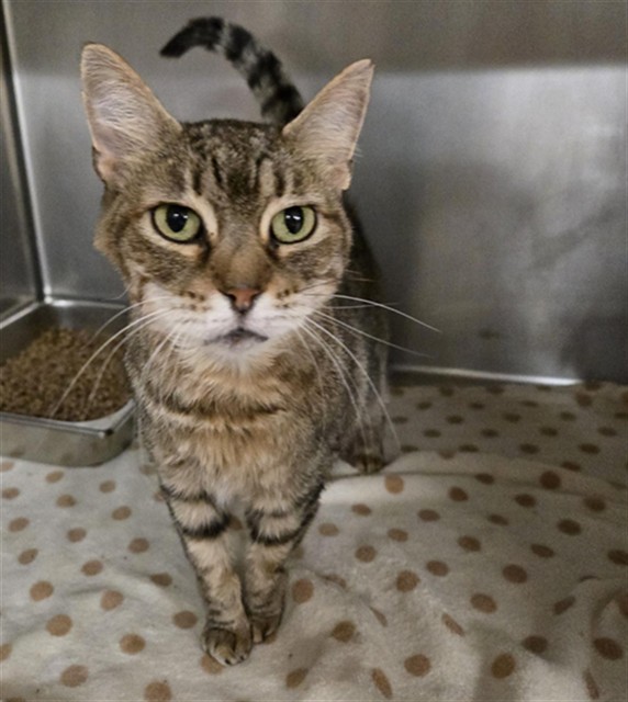 SALLY, an adoptable Domestic Short Hair in Casper, WY, 82601 | Photo Image 1