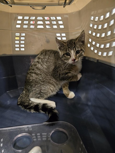 HOCUS, an adoptable Domestic Short Hair in Casper, WY, 82601 | Photo Image 1