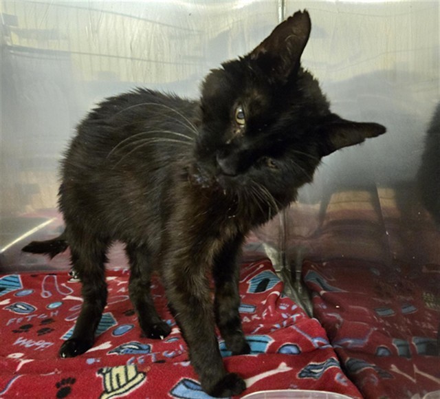 TAX, an adoptable Domestic Short Hair in Casper, WY, 82601 | Photo Image 1