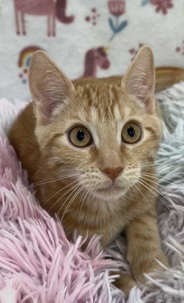 Mokie, an adoptable Domestic Short Hair in Brookings, OR, 97415 | Photo Image 2