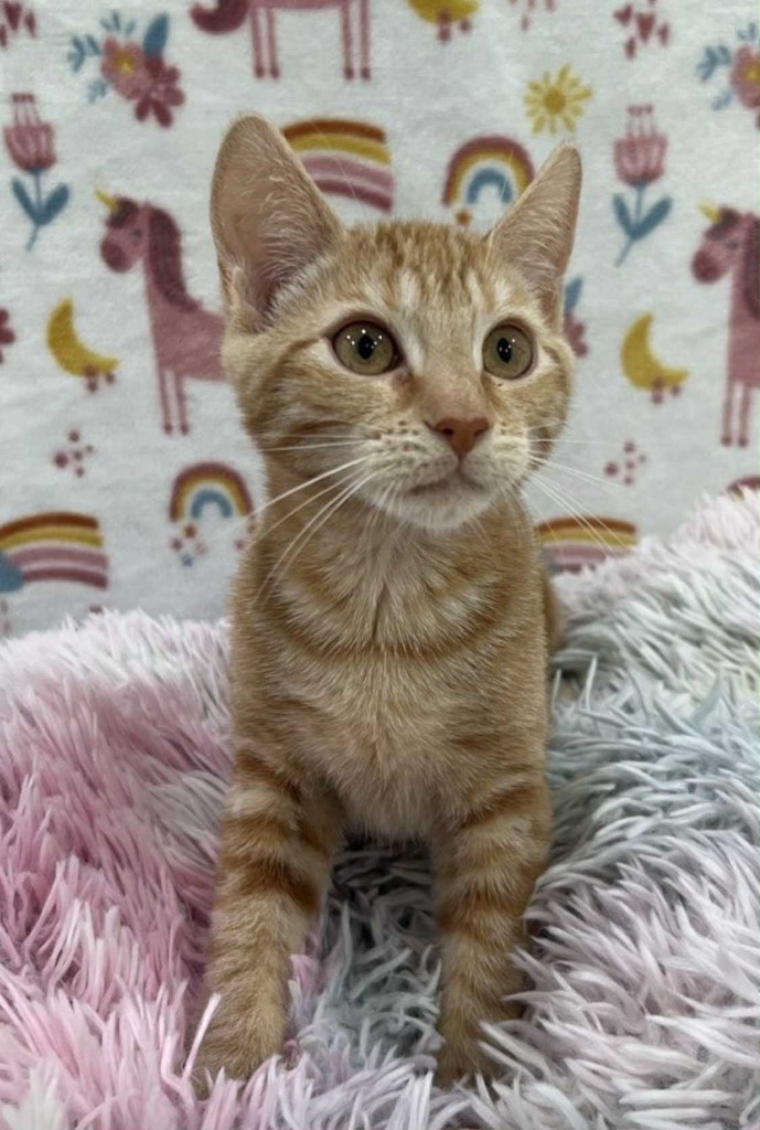 Mokie, an adoptable Domestic Short Hair in Brookings, OR, 97415 | Photo Image 3