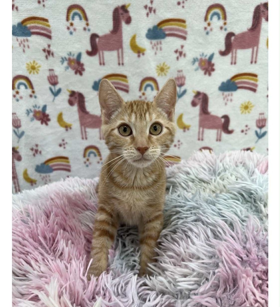 Mokie, an adoptable Domestic Short Hair in Brookings, OR, 97415 | Photo Image 4