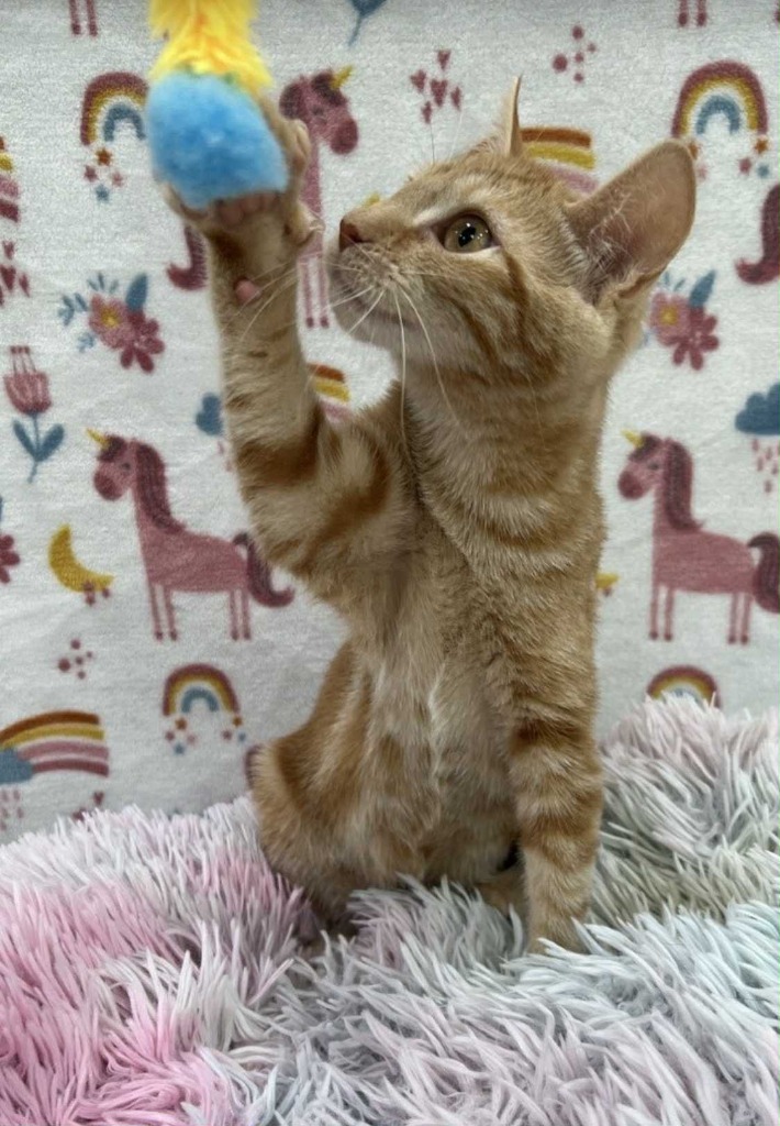 Mokie, an adoptable Domestic Short Hair in Brookings, OR, 97415 | Photo Image 5